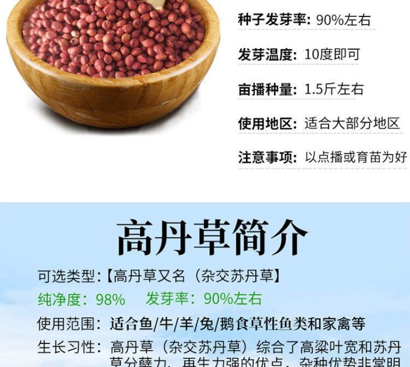 进口高丹草种子，牧草种籽可再生四季耐旱养殖鸡鸭鹅鱼牛羊草