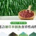 进口高丹草种子，牧草种籽可再生四季耐旱养殖鸡鸭鹅鱼牛羊草