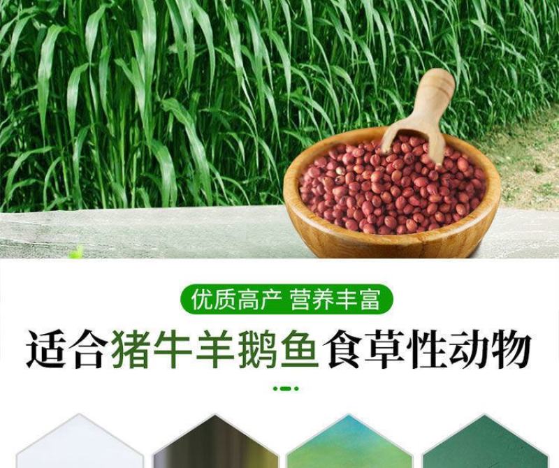 进口高丹草种子，牧草种籽可再生四季耐旱养殖鸡鸭鹅鱼牛羊草