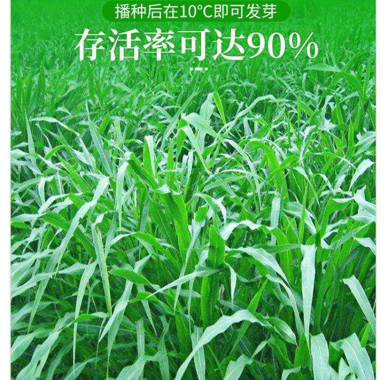 进口高丹草种子，牧草种籽可再生四季耐旱养殖鸡鸭鹅鱼牛羊草