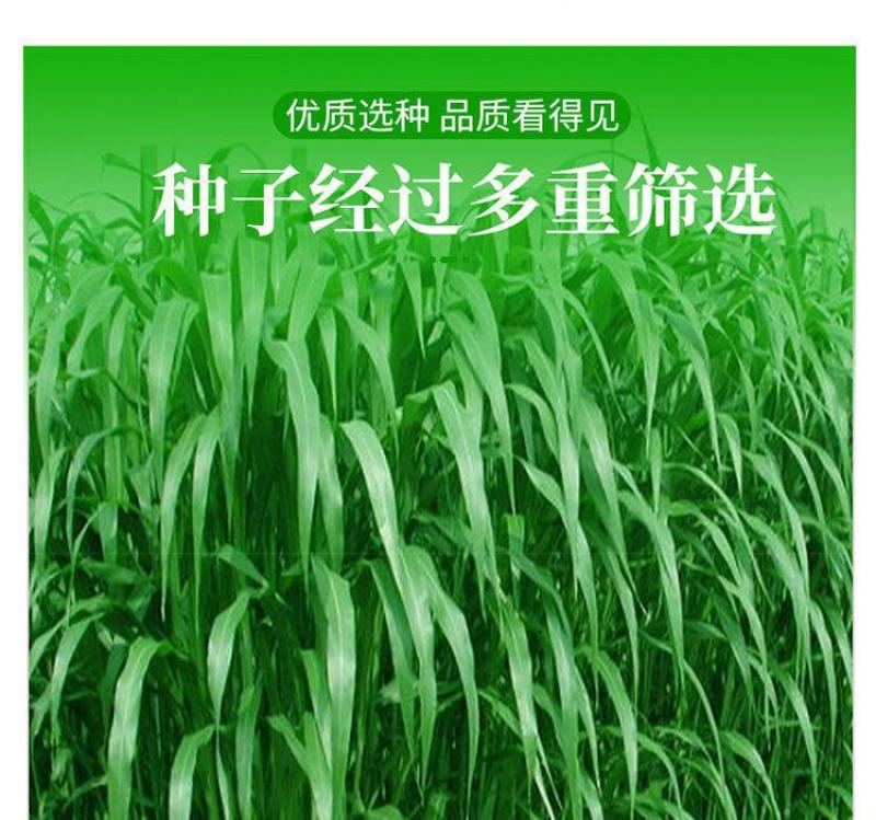 进口高丹草种子，牧草种籽可再生四季耐旱养殖鸡鸭鹅鱼牛羊草