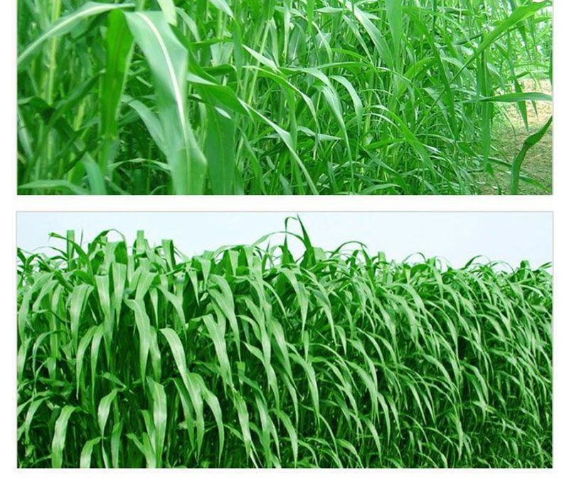 进口高丹草种子，牧草种籽可再生四季耐旱养殖鸡鸭鹅鱼牛羊草