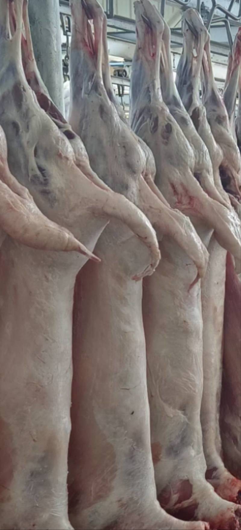 【正宗】宁夏盐池滩羊肉每天现宰一手货源价格优惠
