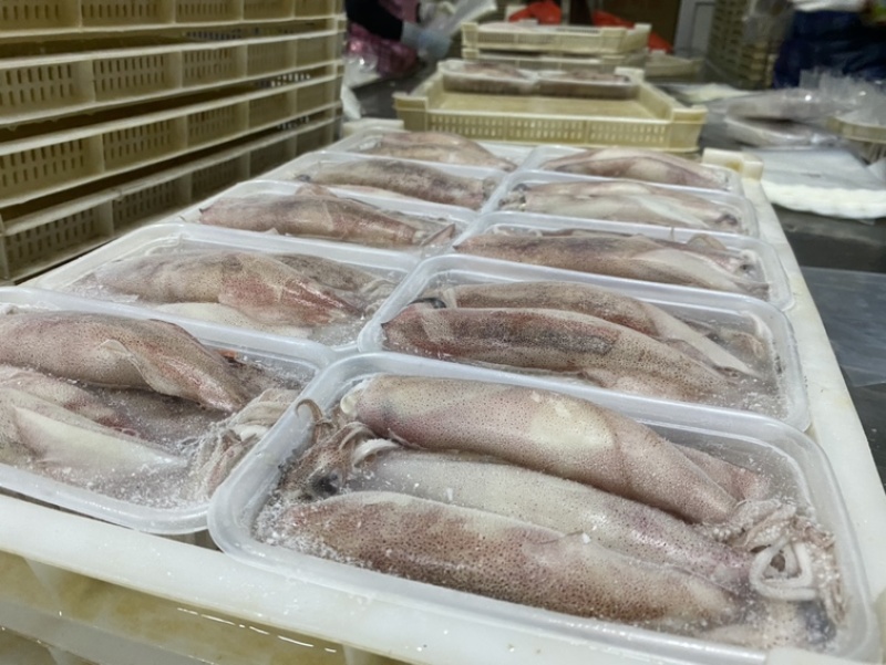 满膏鱿鱼带籽小管海兔带膏鱿鱼母