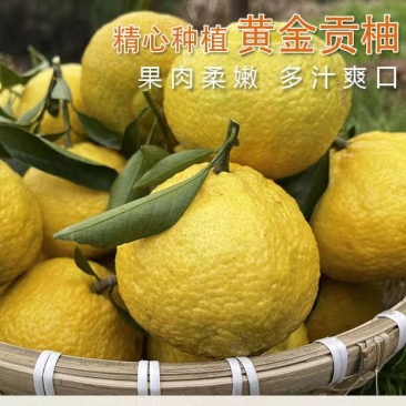 黄金贡柚