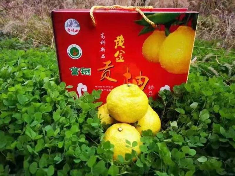 黄金贡柚
