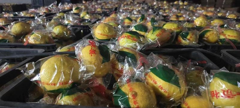 黄金贡柚