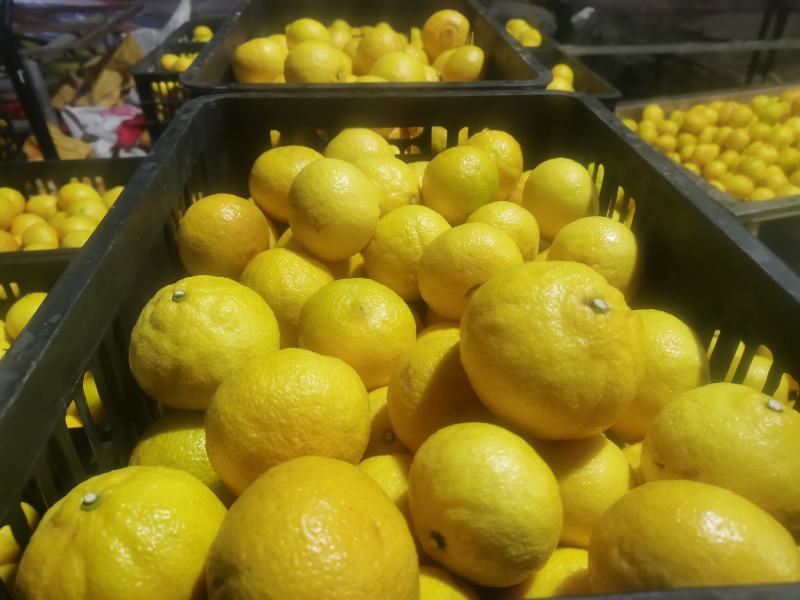 黄金贡柚