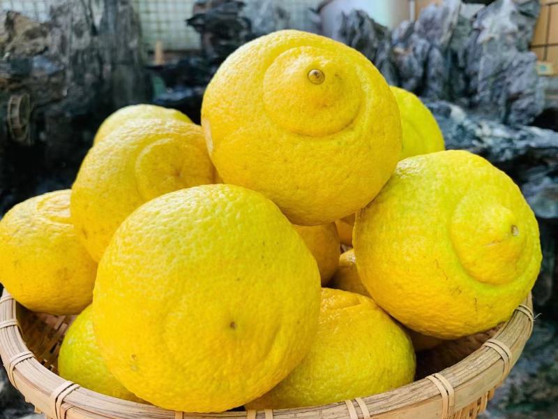 黄金贡柚
