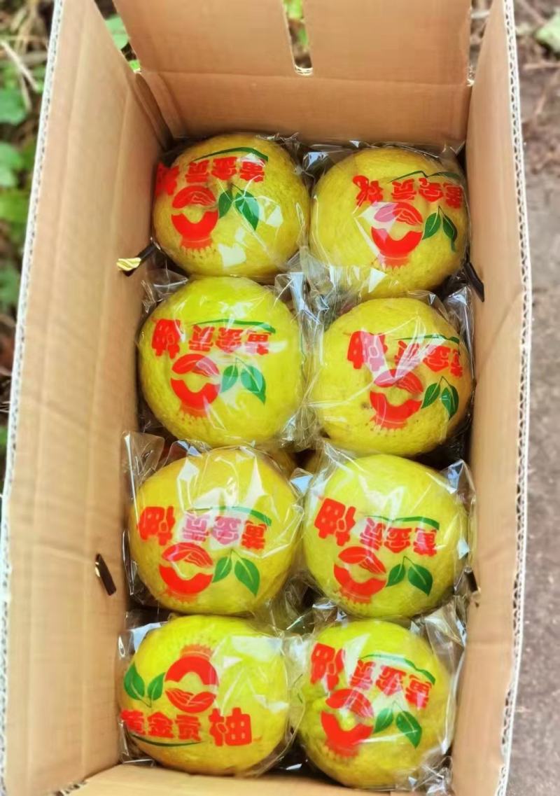黄金贡柚