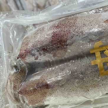 满膏鱿鱼带籽小管海兔带膏鱿鱼母