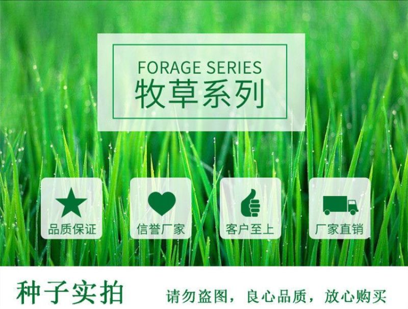 进口苏丹草种子，草鱼草子种耐热牧草种籽养殖鸡鸭鹅猪牛羊鱼