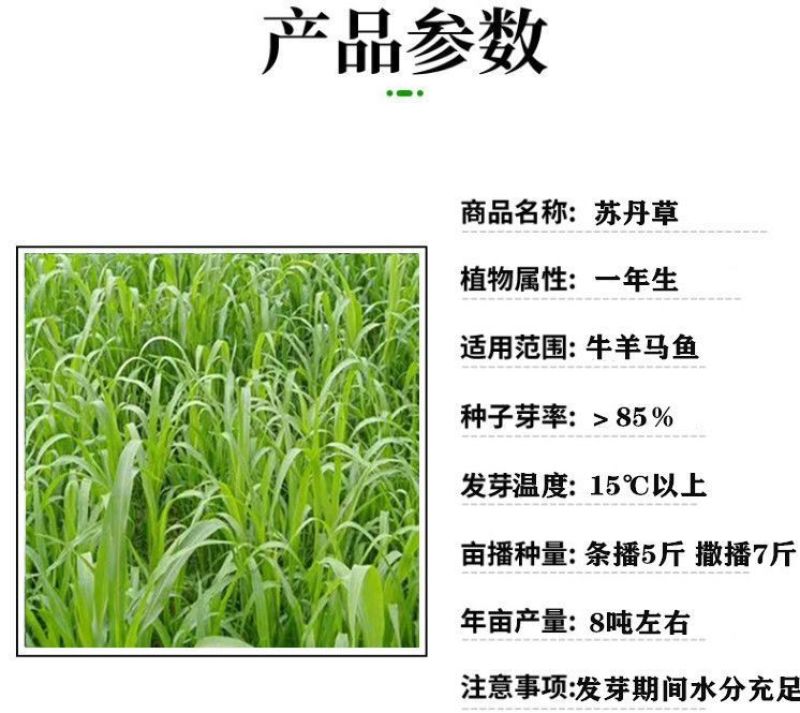 进口苏丹草种子，草鱼草子种耐热牧草种籽养殖鸡鸭鹅猪牛羊鱼