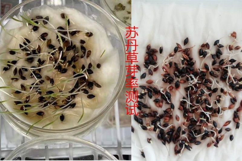 进口苏丹草种子，草鱼草子种耐热牧草种籽养殖鸡鸭鹅猪牛羊鱼
