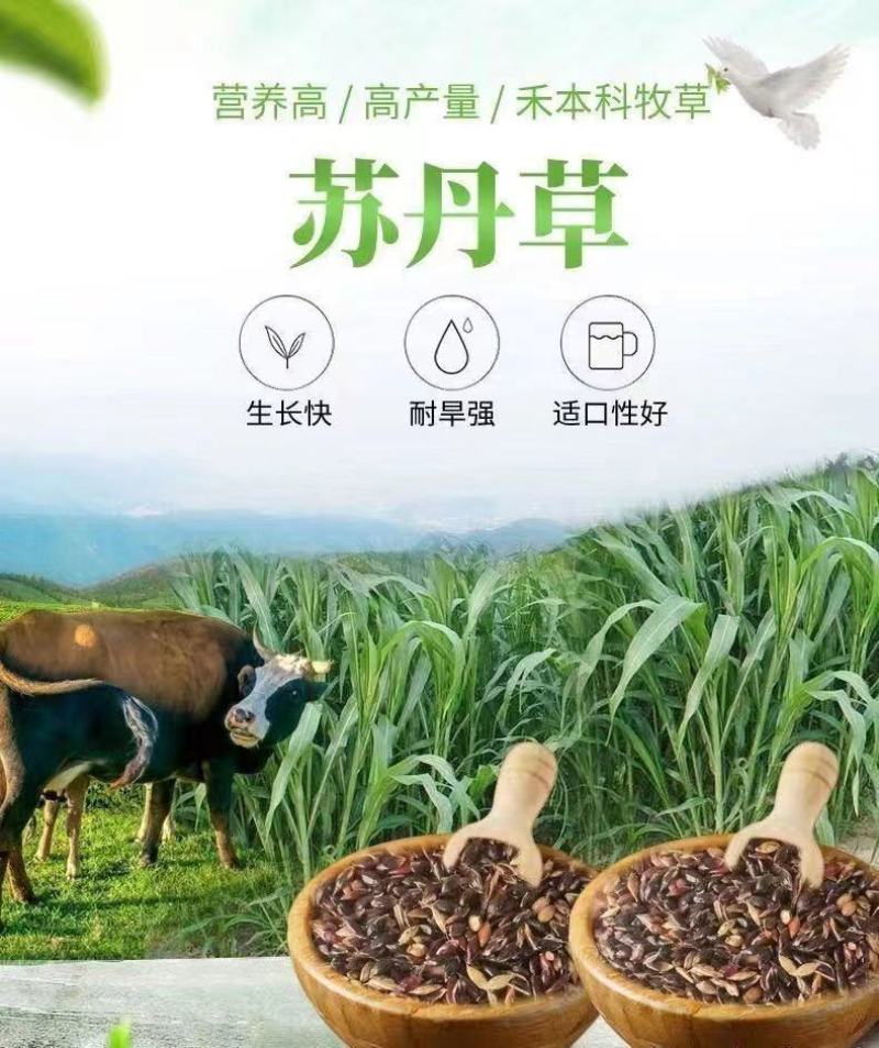 进口苏丹草种子，草鱼草子种耐热牧草种籽养殖鸡鸭鹅猪牛羊鱼