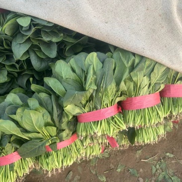 菠菜货源充足，各种大小规格都有，代发全国！