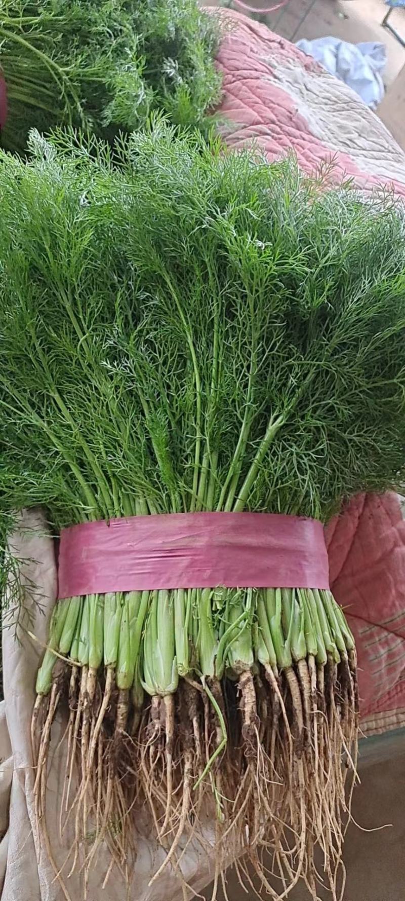 河北茴香苗，一手货源，全国发货，诚信经营，量大从优