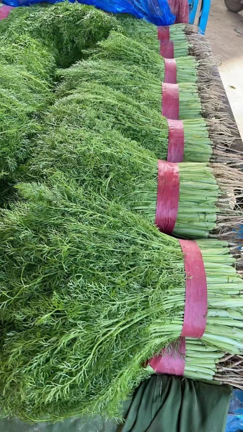 河北茴香苗，一手货源，全国发货，诚信经营，量大从优