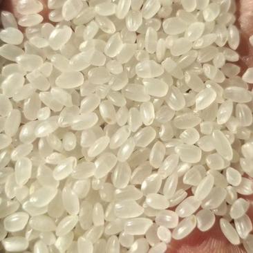 21年珍珠米常年供应各种米