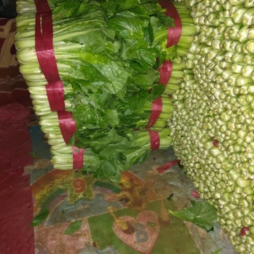 【精品小白菜】河北小白菜,产地直发,品质保证,价格便宜,