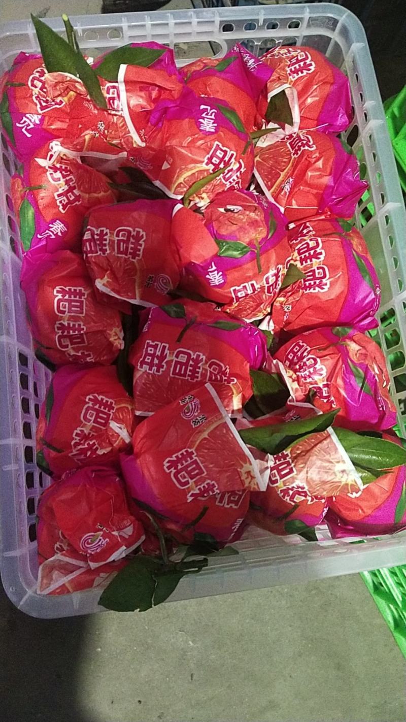 假丑橘、耙耙柑产地批发，鲜果现采，提供加工及包装