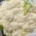 河北优质有机花菜,一手货源,品质保证,量大从优,可视频看