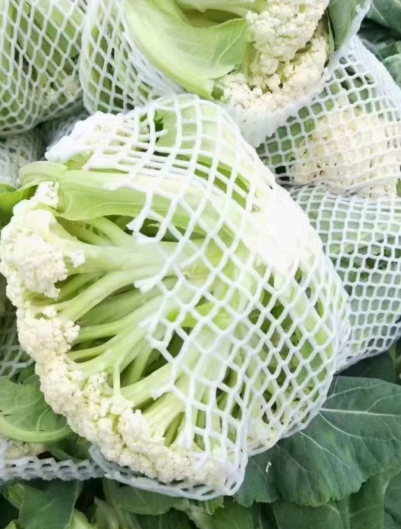 河北优质有机花菜，一手货源，品质保证，量大从优，可视频看
