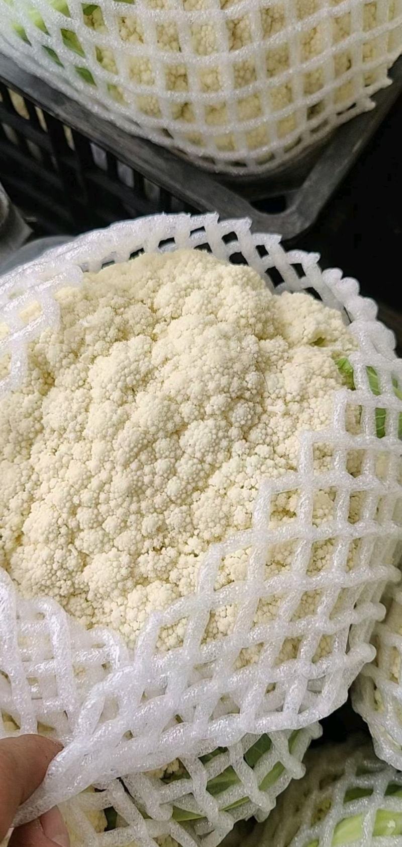 河北优质有机花菜，一手货源，品质保证，量大从优，可视频看