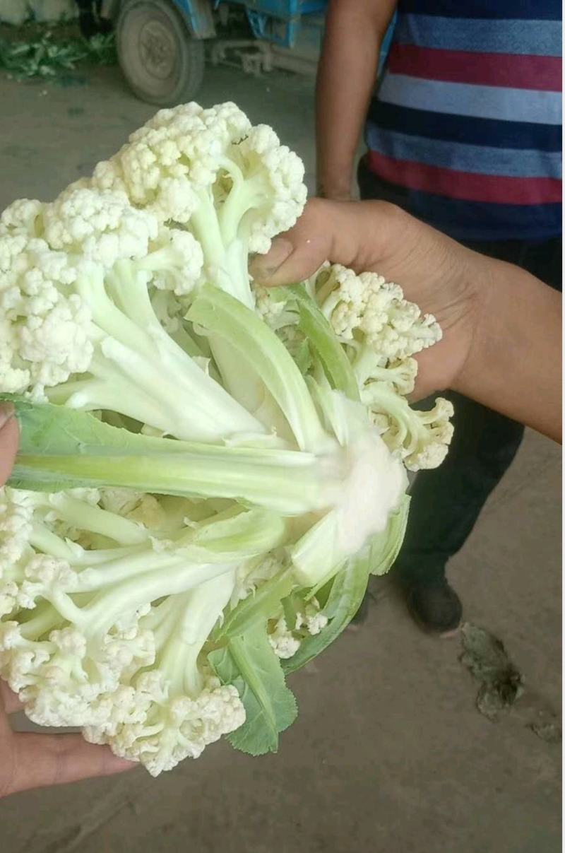 河北优质有机花菜，一手货源，品质保证，量大从优，可视频看