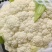 河北优质有机花菜,一手货源,品质保证,量大从优,可视频看