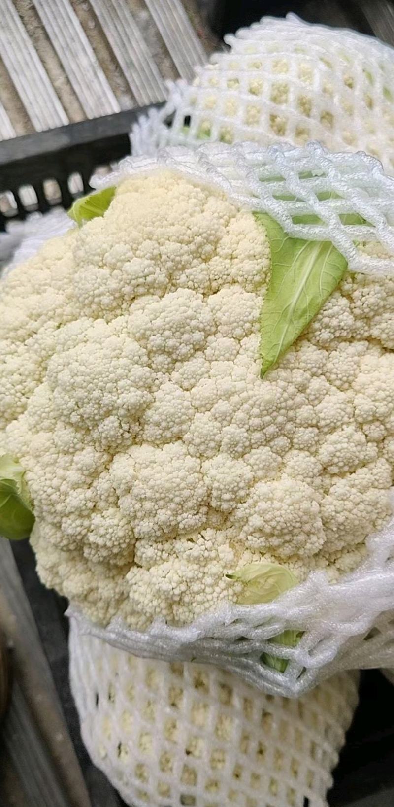 河北优质有机花菜，一手货源，品质保证，量大从优，可视频看