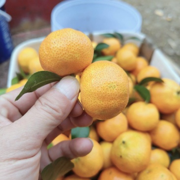 广西棉桔(蜜广)，皮毛光滑，全红，口感鲜爽多汁，纯甜。