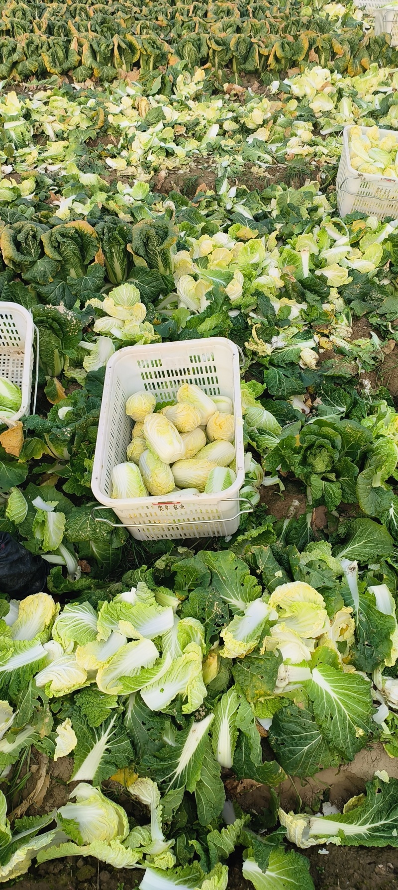 娃娃菜对接各大商超、电商档口