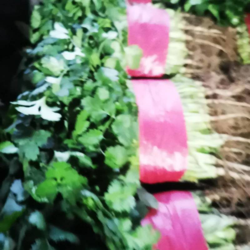 万亩优质大叶香菜产地发货一手货源货发全国