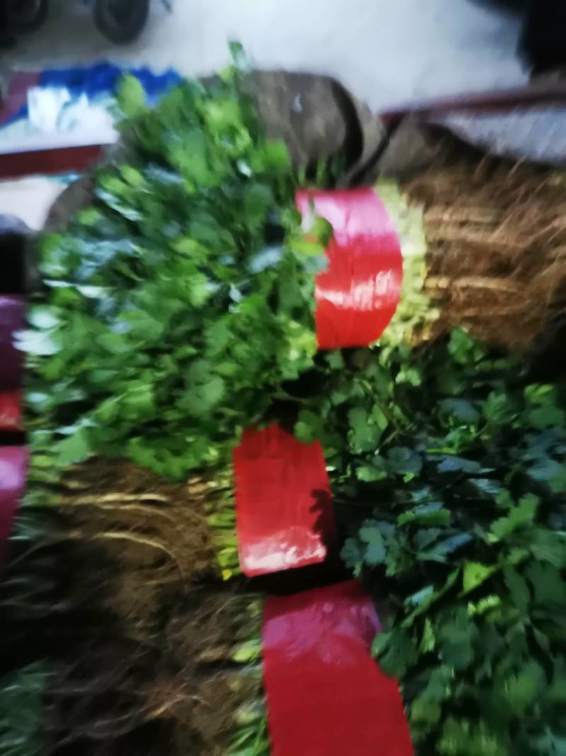 万亩优质大叶香菜产地发货一手货源货发全国