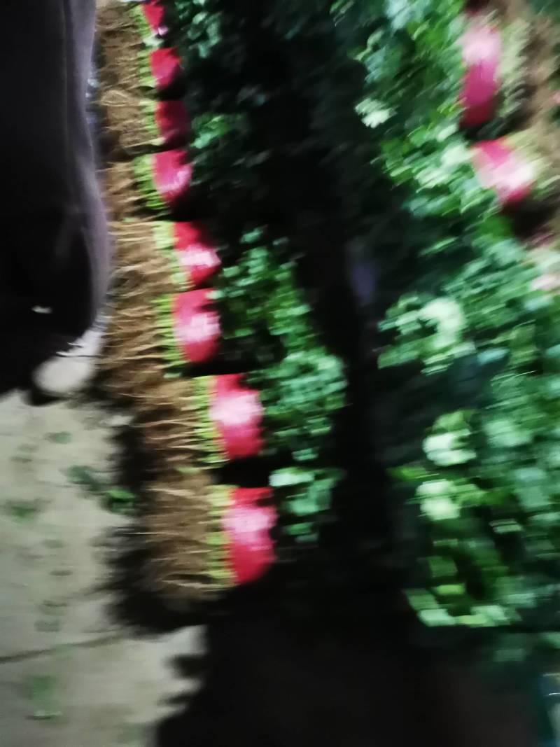 万亩优质大叶香菜产地发货一手货源货发全国
