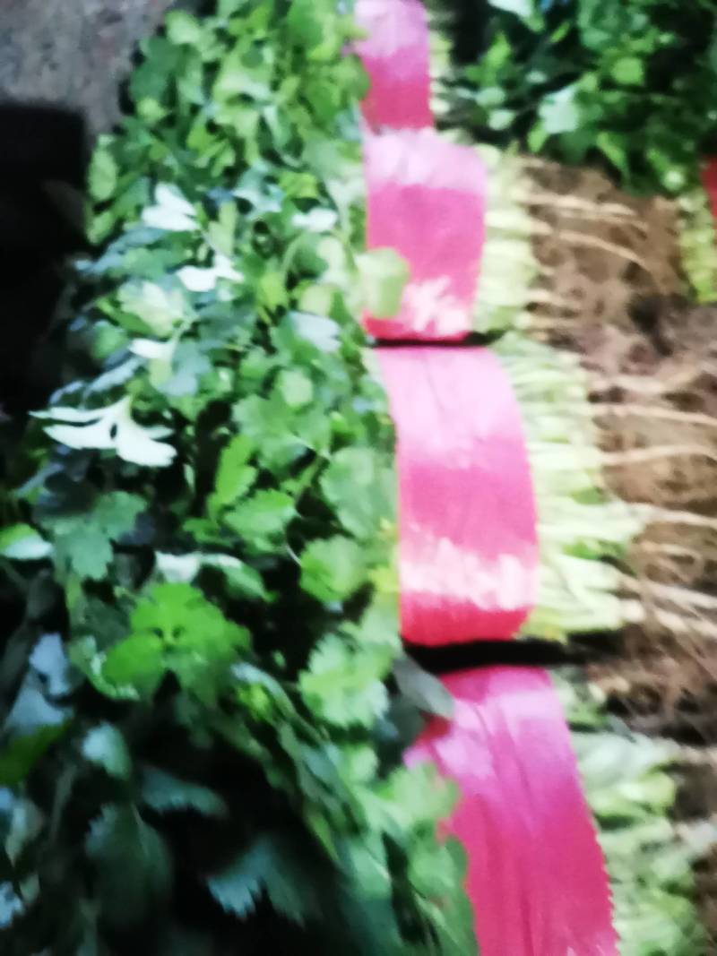 万亩优质大叶香菜产地发货一手货源货发全国