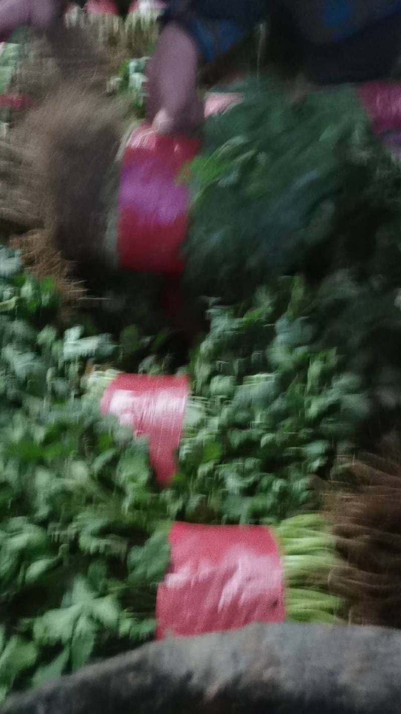 万亩优质大叶香菜产地发货一手货源货发全国