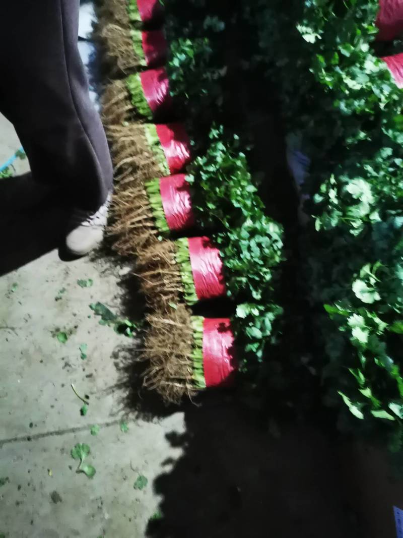 万亩优质大叶香菜产地发货一手货源货发全国