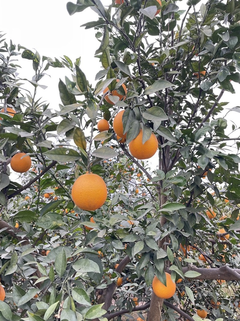 鲜果锦橙，口感细腻，味美多汁，大量现货，有需要联系