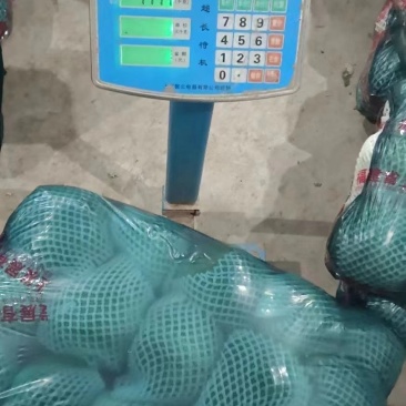 【精品甘蓝】河北甘蓝已上市,品种齐全,价格便宜,诚信经营