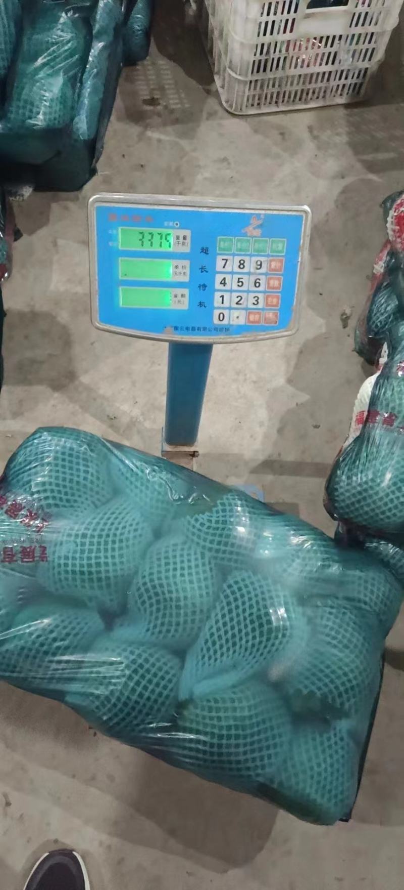 【精品甘蓝】河北甘蓝已上市，品种齐全，价格便宜，诚信经营