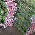 【精品甘蓝】河北甘蓝已上市,品种齐全,价格便宜,诚信经营