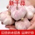 山东大蒜，产地大量供应，全国发货，保质保量