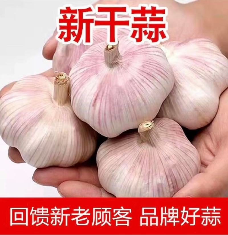 山东大蒜，产地大量供应，全国发货，保质保量