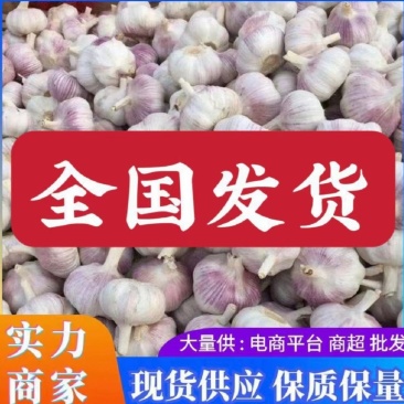 山东大蒜，产地大量供应，全国发货，保质保量