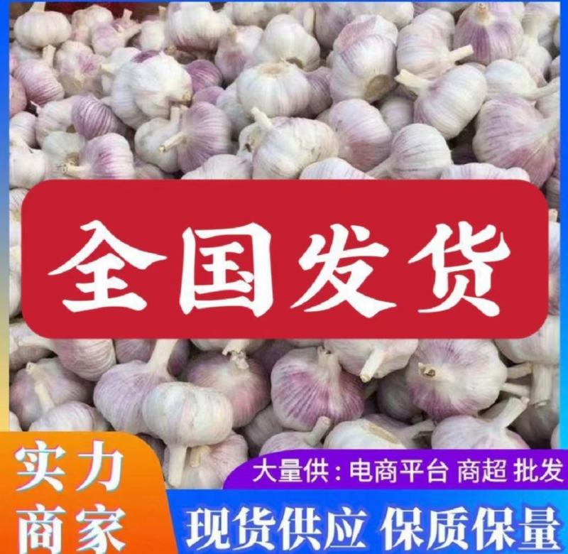 山东大蒜，产地大量供应，全国发货，保质保量