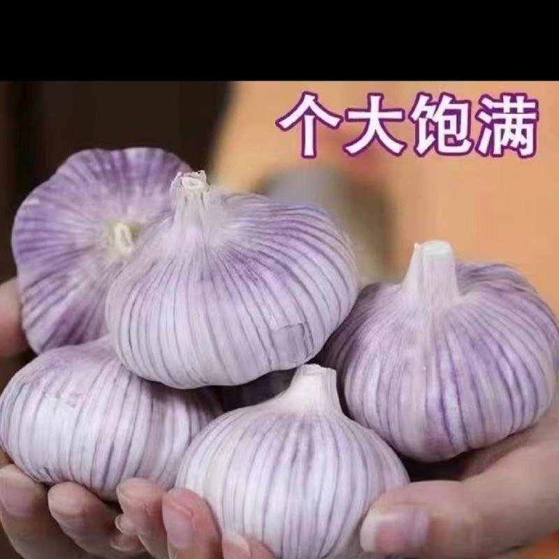山东大蒜，产地大量供应，全国发货，保质保量