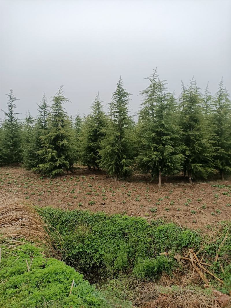 雪松树苗