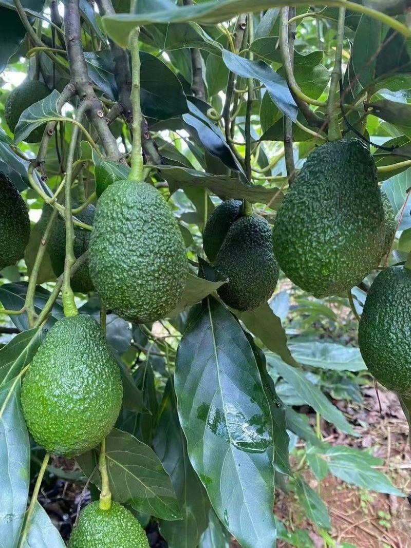 云南昆明牛油果电商发货一件代发产地直发全国发货